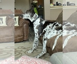 Small Photo #10 Great Dane Puppy For Sale in HOUSTON, TX, USA
