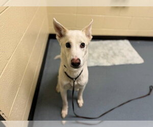 German Shepherd Dog-Unknown Mix Dogs for adoption in Denver, CO, USA