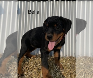 Rottweiler Puppy for sale in ORRVILLE, OH, USA