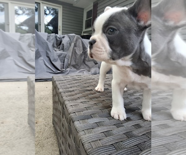 Medium Photo #13 French Bulldog Puppy For Sale in ASHLAND, OH, USA