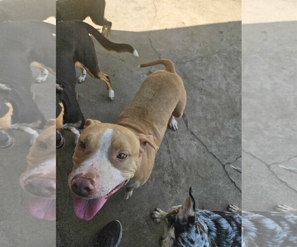Medium Photo #2 American Pit Bull Terrier-Unknown Mix Puppy For Sale in Sandy, UT, USA