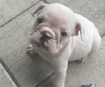 Puppy Pearl English Bulldog