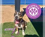 Small American Pit Bull Terrier