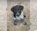 Small Lab-Pointer