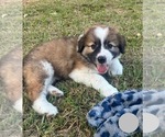 Puppy 3 Australian Shepherd-Great Pyrenees Mix