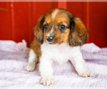 Small Photo #54 Dachshund Puppy For Sale in WAKARUSA, IN, USA