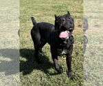 Small #1 Mutt