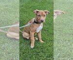 Small #4 Mutt