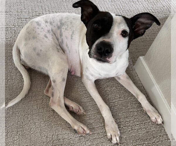 Medium Photo #12 Lab-Pointer Puppy For Sale in Lakewood, CO, USA