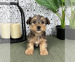 Yorkshire Terrier Puppy for sale in FRANKLIN, IN, USA