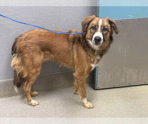 Australian Shepherd-Unknown Mix Dogs for adoption in Las Vegas, NV, USA