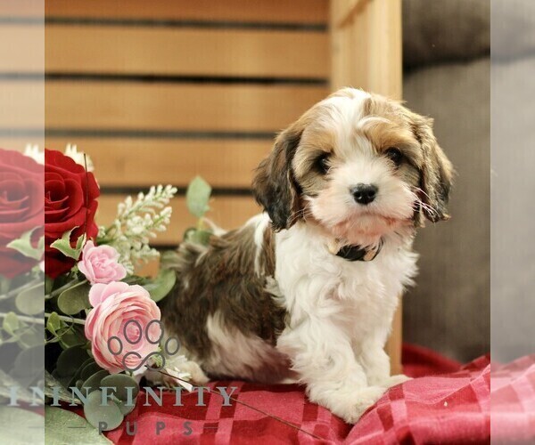 Medium Photo #4 Cavachon Puppy For Sale in BIRD IN HAND, PA, USA