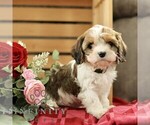 Small #3 Cavachon