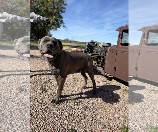 Medium Photo #6 Mutt Puppy For Sale in Goodyear, AZ, USA