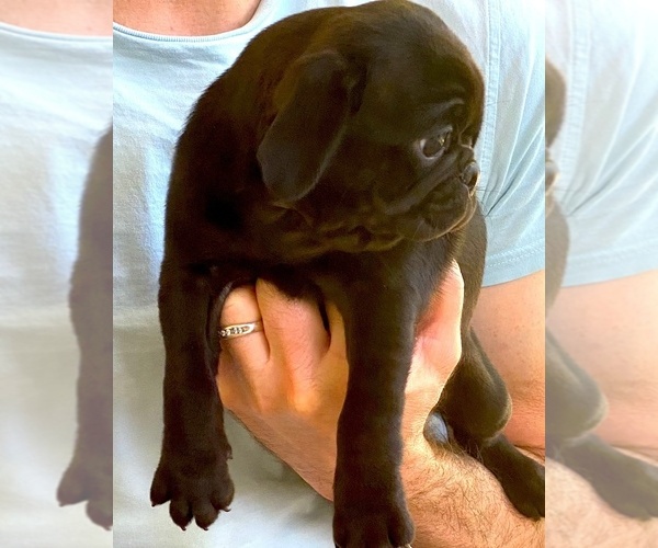 Medium Photo #1 Pug Puppy For Sale in HUTTO, TX, USA