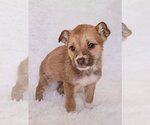 Small Photo #10 Australian Shepherd-Unknown Mix Puppy For Sale in McDonough, GA, USA