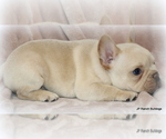 Small Photo #11 French Bulldog Puppy For Sale in WINNSBORO, TX, USA