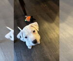 Small #7 American Pit Bull Terrier
