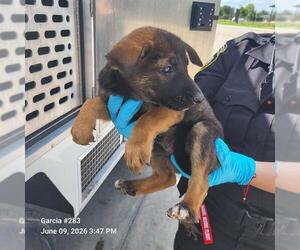 German Shepherd Dog-Unknown Mix Dogs for adoption in San Antonio, TX, USA