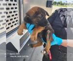 Small German Shepherd Dog Mix