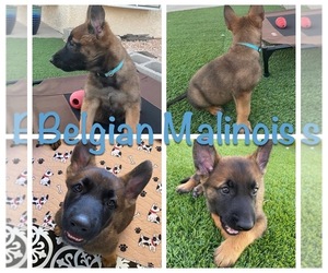 Belgian Malinois Puppy for sale in LAS VEGAS, NV, USA