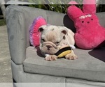 Puppy Bubba English Bulldog