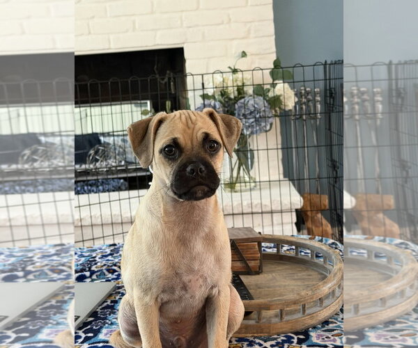 Medium Photo #1 Pug-Unknown Mix Puppy For Sale in Morganville, NJ, USA