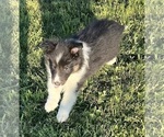 Small #16 Shetland Sheepdog