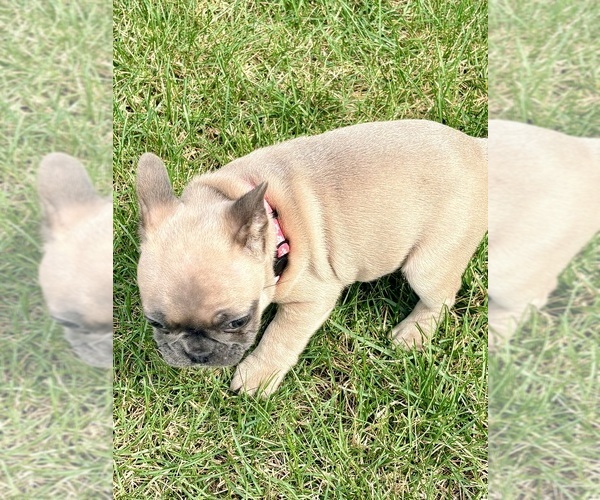 Medium Photo #4 French Bulldog Puppy For Sale in CANYON, TX, USA