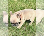 Small Photo #4 French Bulldog Puppy For Sale in CANYON, TX, USA