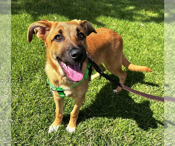 Medium Photo #3 Mutt Puppy For Sale in Salinas, CA, USA