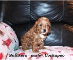 Small #3 Cockapoo (Miniature)