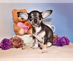 Puppy Egypt Chihuahua