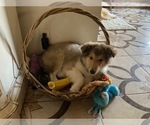 Small Photo #10 Collie Puppy For Sale in SOMERSET, CO, USA