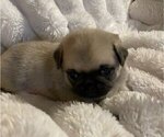 Small Photo #4 Pug Puppy For Sale in ZEBULON, NC, USA
