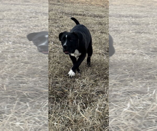 Medium Photo #12 Boxer-Unknown Mix Puppy For Sale in Kankakee, IL, USA