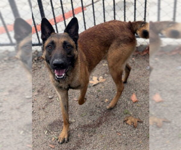 Medium Photo #2 Mutt Puppy For Sale in Riverside, CA, USA