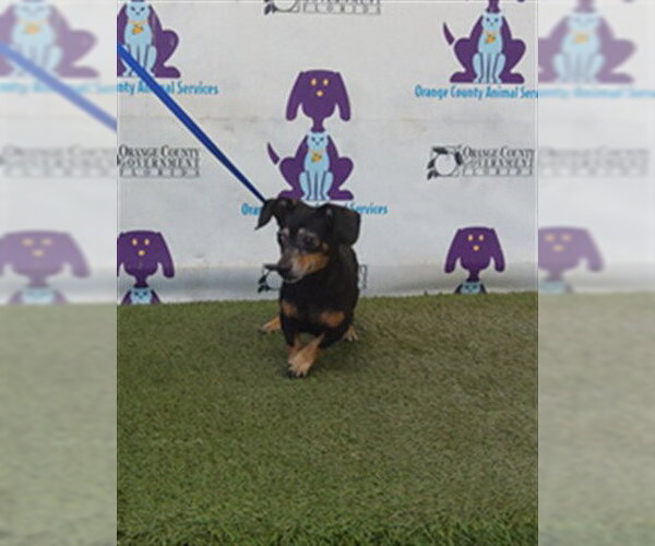 Medium Photo #1 Chihuahua-Unknown Mix Puppy For Sale in Orlando, FL, USA