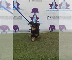 Chihuahua-Unknown Mix Dogs for adoption in Orlando, FL, USA