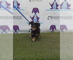 CALLIE - Female Chihuahua-Unknown Mix Dog for Adoption - Small photo