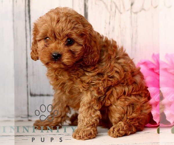 Medium Photo #4 Cavapoo (Miniature) Puppy For Sale in NEW HOLLAND, PA, USA