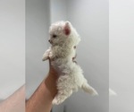 Small Photo #3 Maltipoo Puppy For Sale in AUSTIN, TX, USA