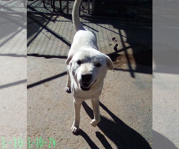 Medium Photo #2 Mutt Puppy For Sale in Apple Valley, CA, USA