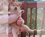 Small Photo #5 Shiba Inu Puppy For Sale in WELLINGTON, FL, USA
