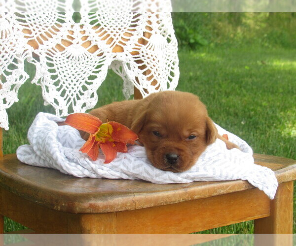 Medium Photo #1 Labrador Retriever Puppy For Sale in LOUDONVILLE, OH, USA