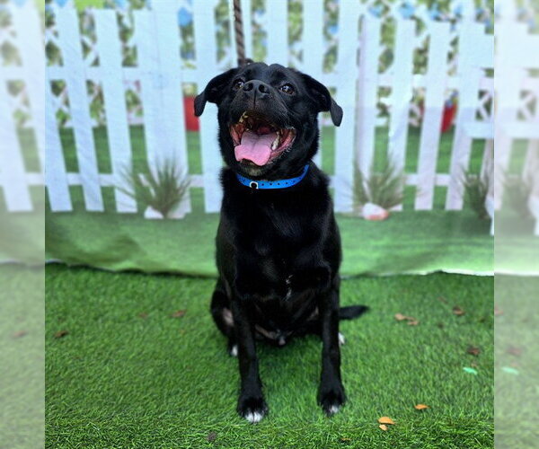 Medium Photo #1 Labrador Retriever-Pug Mix Puppy For Sale in Long Beach, CA, USA