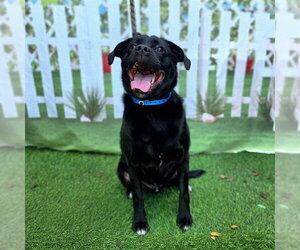 Labrador Retriever-Pug Mix Dogs for adoption in Long Beach, CA, USA