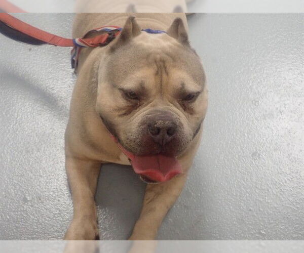 Medium Photo #1 Mutt Puppy For Sale in St. Cloud, FL, USA