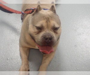 Mutt Dogs for adoption in St. Cloud, FL, USA