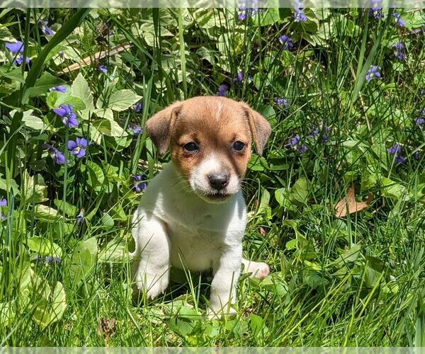 View Ad: Jack Russell Terrier Puppy for Sale near New Hampshire ...